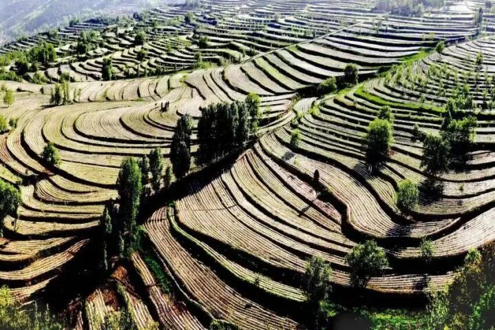 孙思邈手植, 是一幅五彩